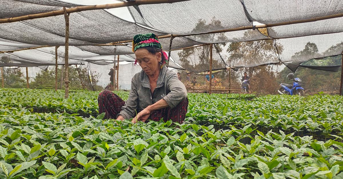 Woman is part of the coffee production in Laos. UN Photo, Kongchai Athithane